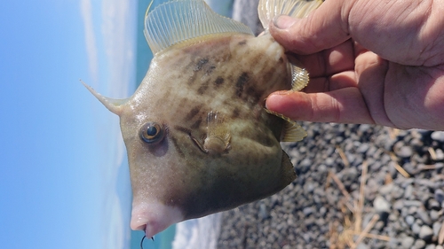 カワハギの釣果