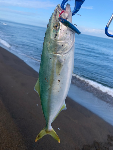 イナダの釣果