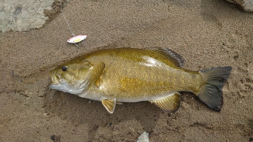 スモールマウスバスの釣果