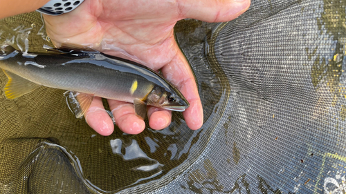 アユの釣果