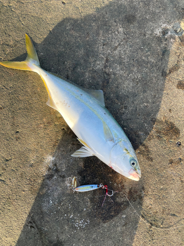 イナダの釣果