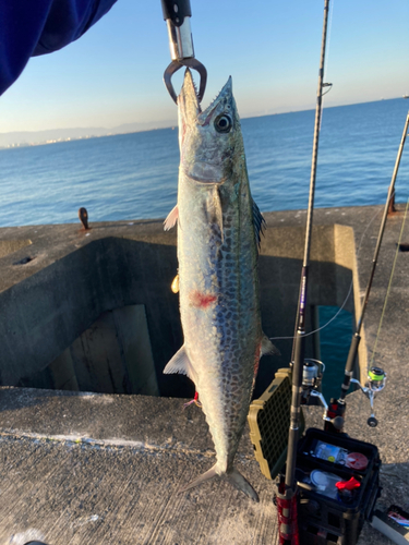 サゴシの釣果