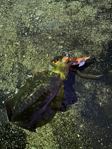 アオリイカの釣果