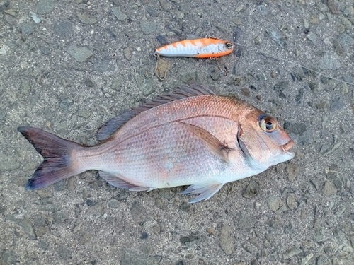 タイの釣果