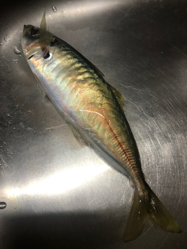 アオアジの釣果