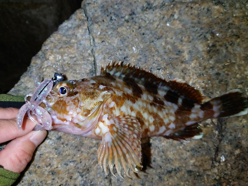 ガシラの釣果