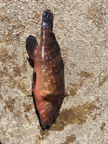 アコウの釣果