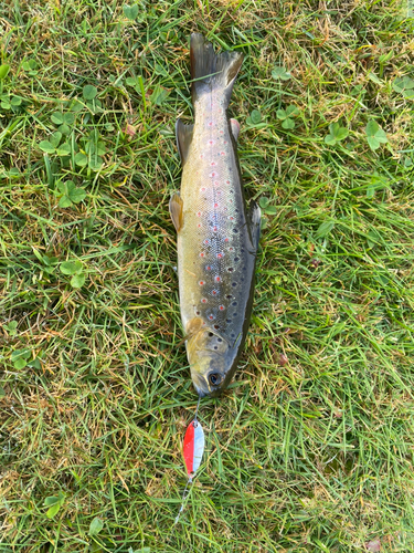 ブラウントラウトの釣果