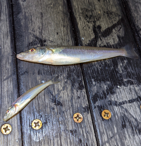 シロギスの釣果