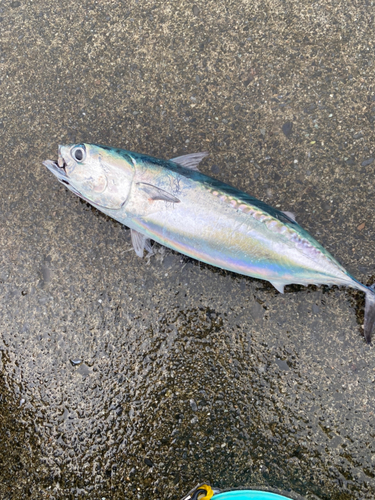 マルソウダの釣果