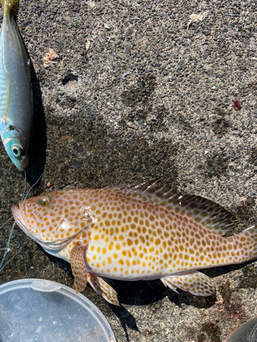 オオモンハタの釣果