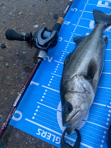 シーバスの釣果