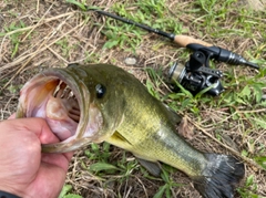 ナマズの釣果