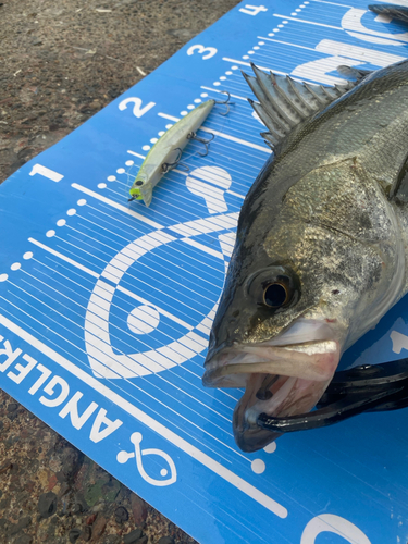 シーバスの釣果