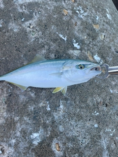 イナダの釣果