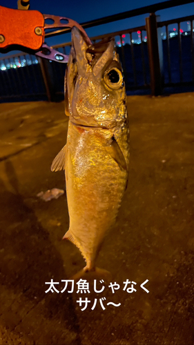 サバの釣果