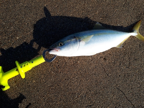 コゾクラの釣果