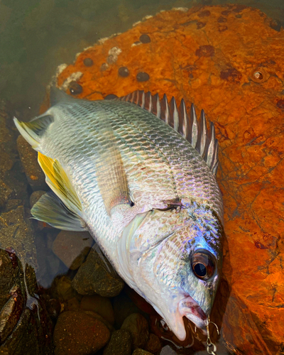 コトヒキの釣果