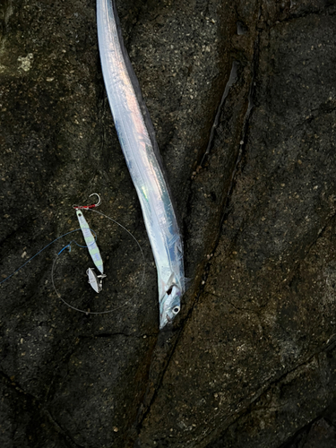 タチウオの釣果