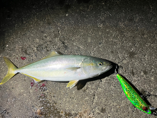 イナダの釣果