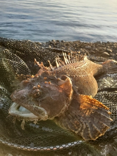 トウベツカジカの釣果