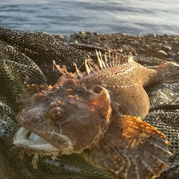 トウベツカジカ