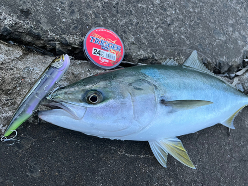 イナダの釣果