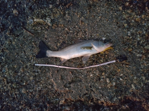 セイゴ（マルスズキ）の釣果