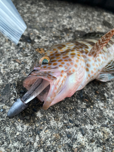 オオモンハタの釣果