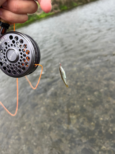 オイカワの釣果