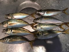 アジの釣果