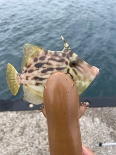 カワハギの釣果