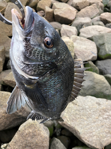 チヌの釣果