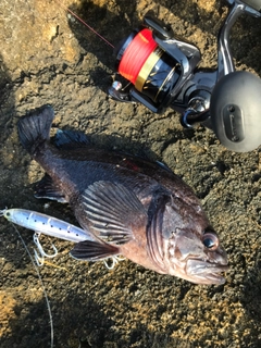 マゾイの釣果