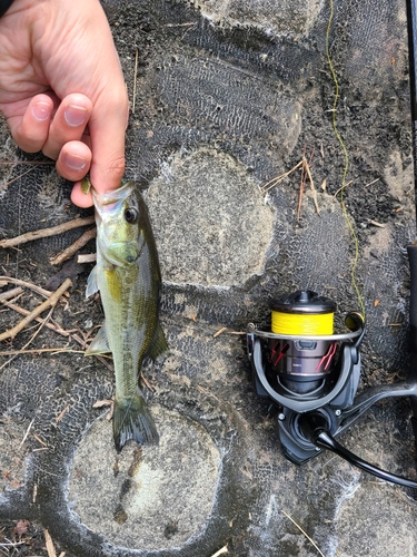 ラージマウスバスの釣果