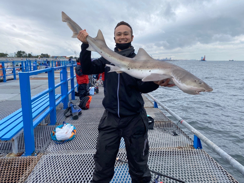 ドチザメの釣果