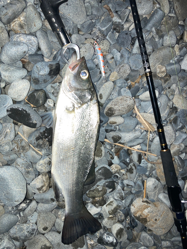 セイゴ（ヒラスズキ）の釣果