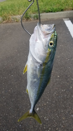 ワカシの釣果