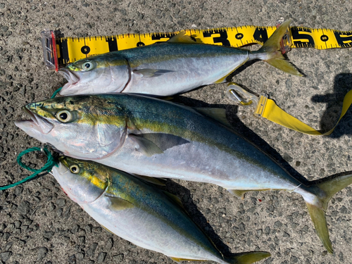 メジロの釣果