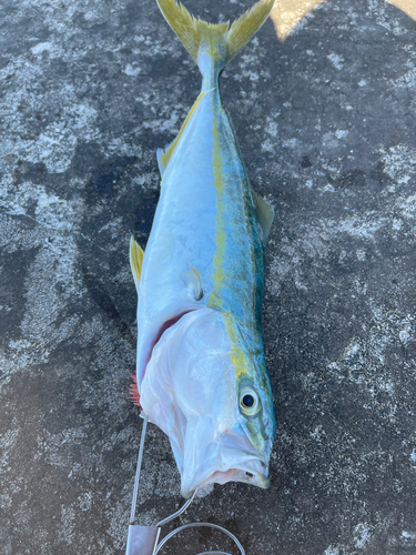 ワカシの釣果