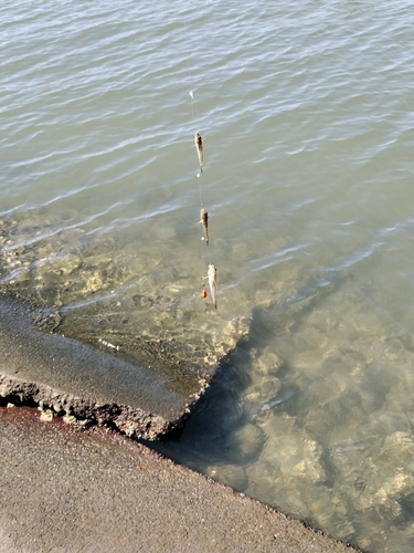 マハゼの釣果