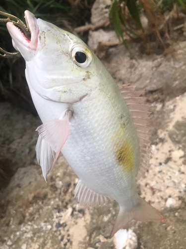 マトフエフキの釣果