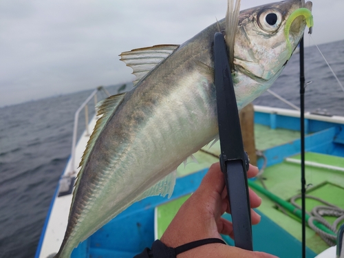 マアジの釣果