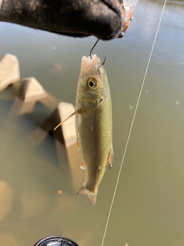 ウグイの釣果