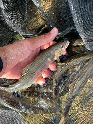 アユの釣果