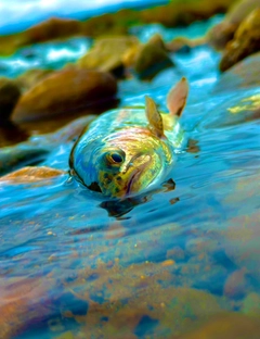 ニジマスの釣果