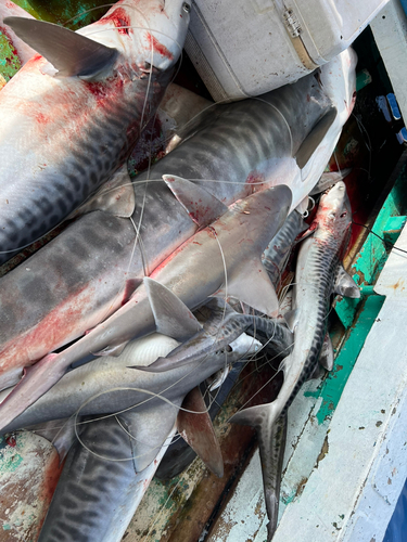 サメの釣果