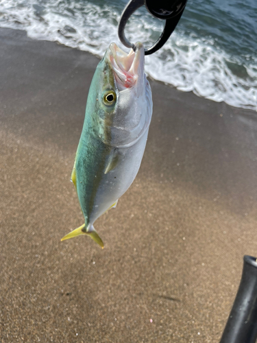 ワカシの釣果