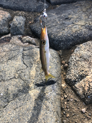 カマスの釣果