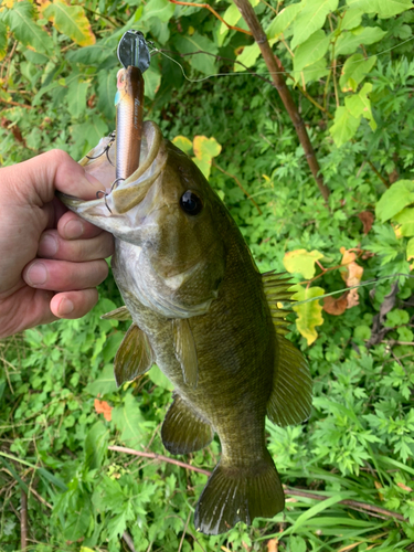 スモールマウスバスの釣果